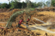 Mining in Guyana
