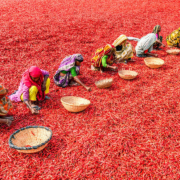 Women harvesting chili peppers in Bangladesh