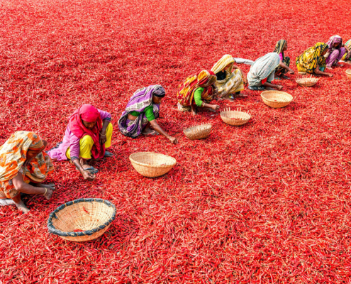 Women harvesting chili peppers in Bangladesh
