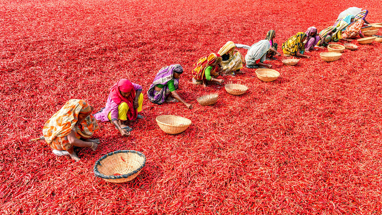 Women harvesting chili peppers in Bangladesh