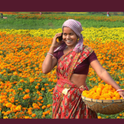 An Indian woman harvesting flowers and talking on a phone In a field of marigolds