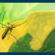 Close up of an Aedes aegypti mosquito resting on the leaf