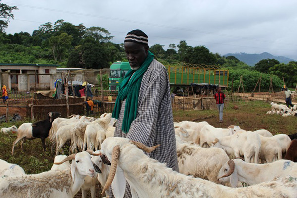 Man with livestock in Côte d'Ivoire