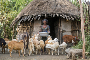 A woman rears sheep in Ethiopia