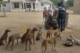 Child hunters and their hunting dogs in Ghana