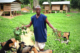 A farmer with his goats in Liberia