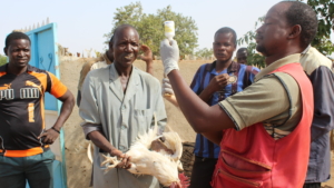 A health worker in Senegal vaccinates a chicken.