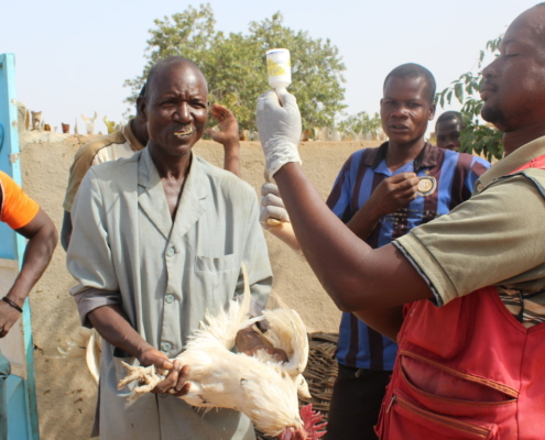 A health worker in Senegal vaccinates a chicken.