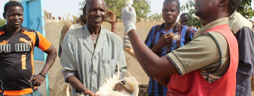 A health worker in Senegal vaccinates a chicken.