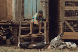 African boy feeding ducks and chickens