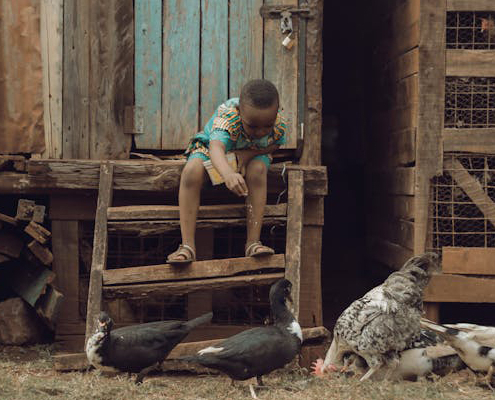 African boy feeding ducks and chickens