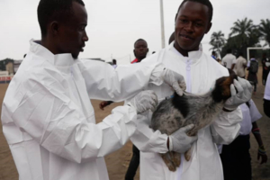 A dog being vaccinated in the DRC