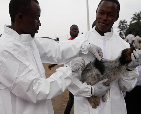 A dog being vaccinated in the DRC